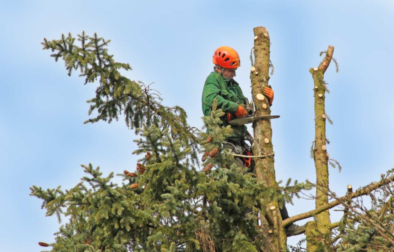 Baum fällen lassen: Was kostet es?